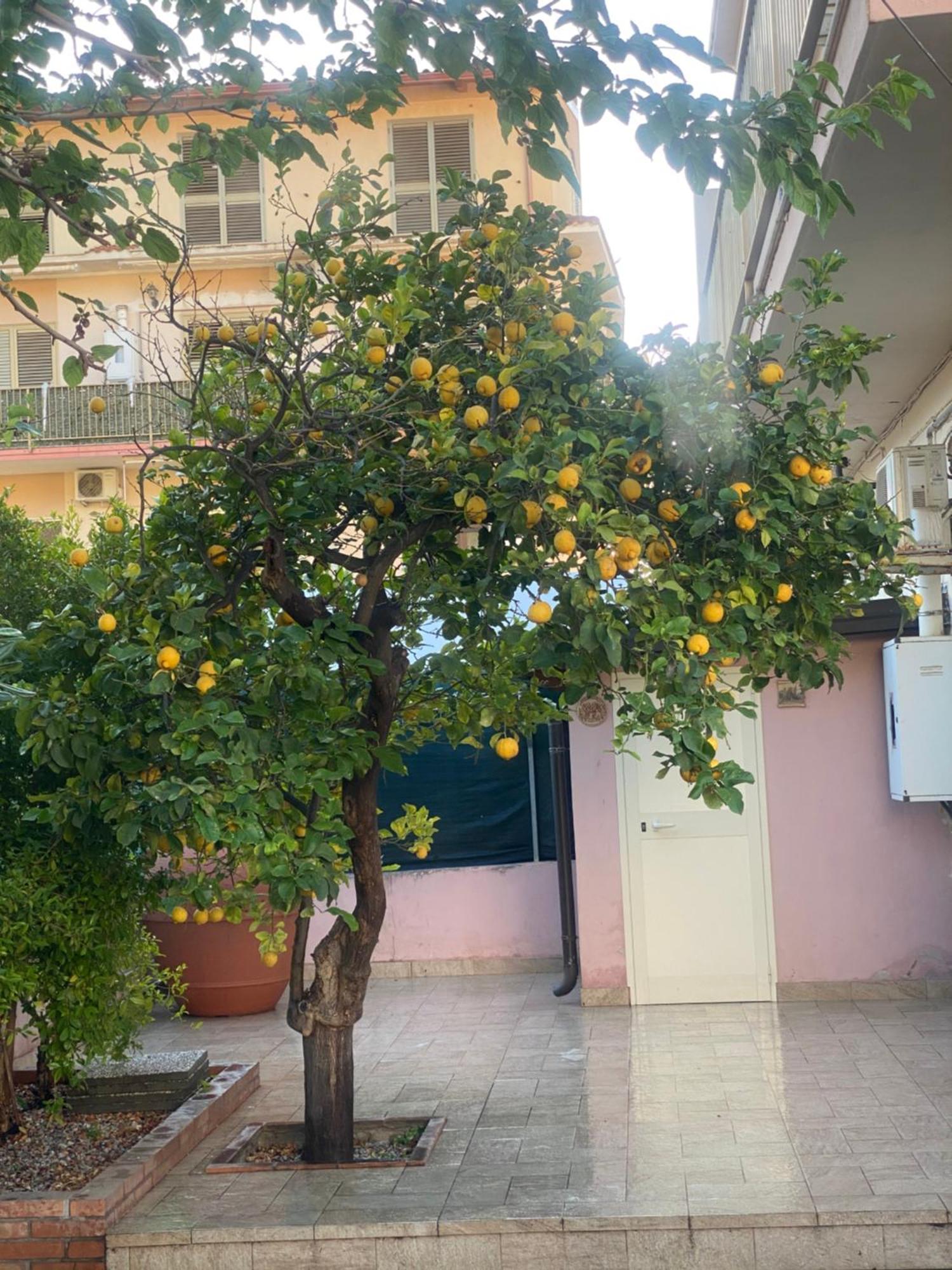 L'Albero Di Limoni Sul Mare Di Pizzo Vila Exterior foto