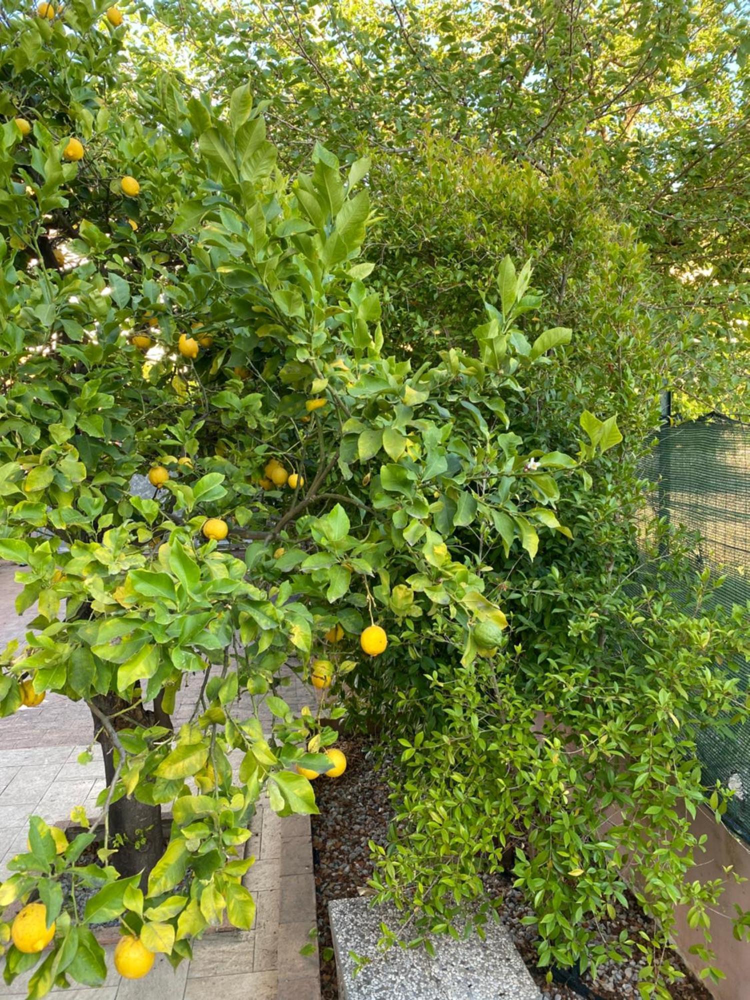 L'Albero Di Limoni Sul Mare Di Pizzo Vila Exterior foto